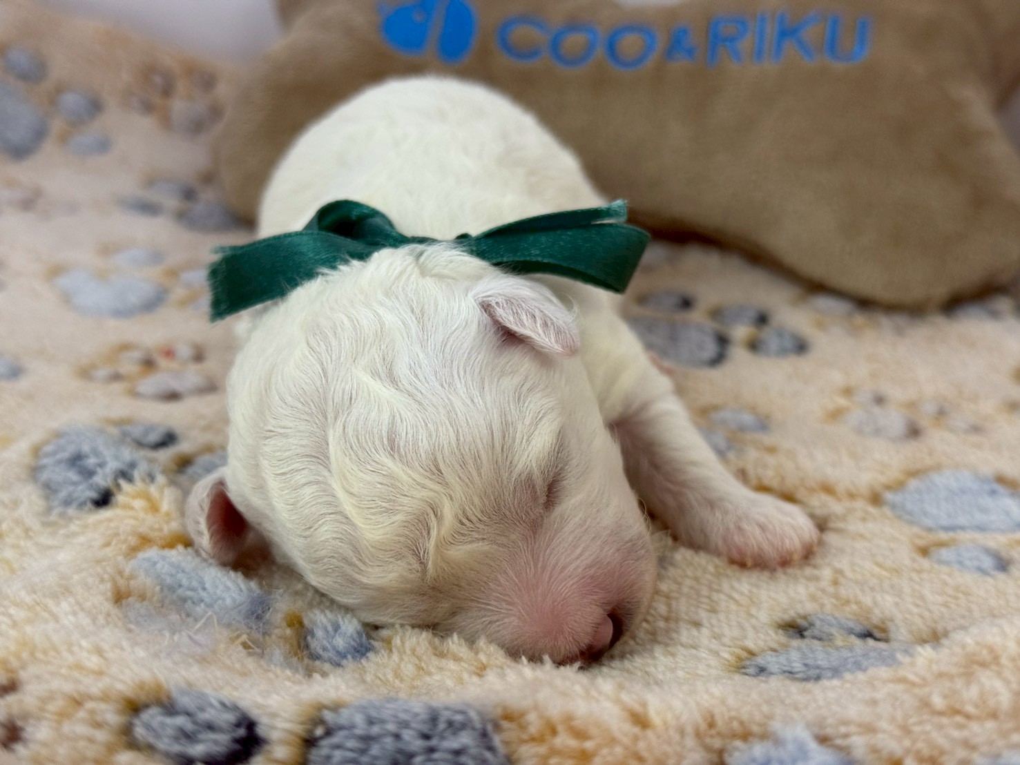 赤ちゃん写真1-1