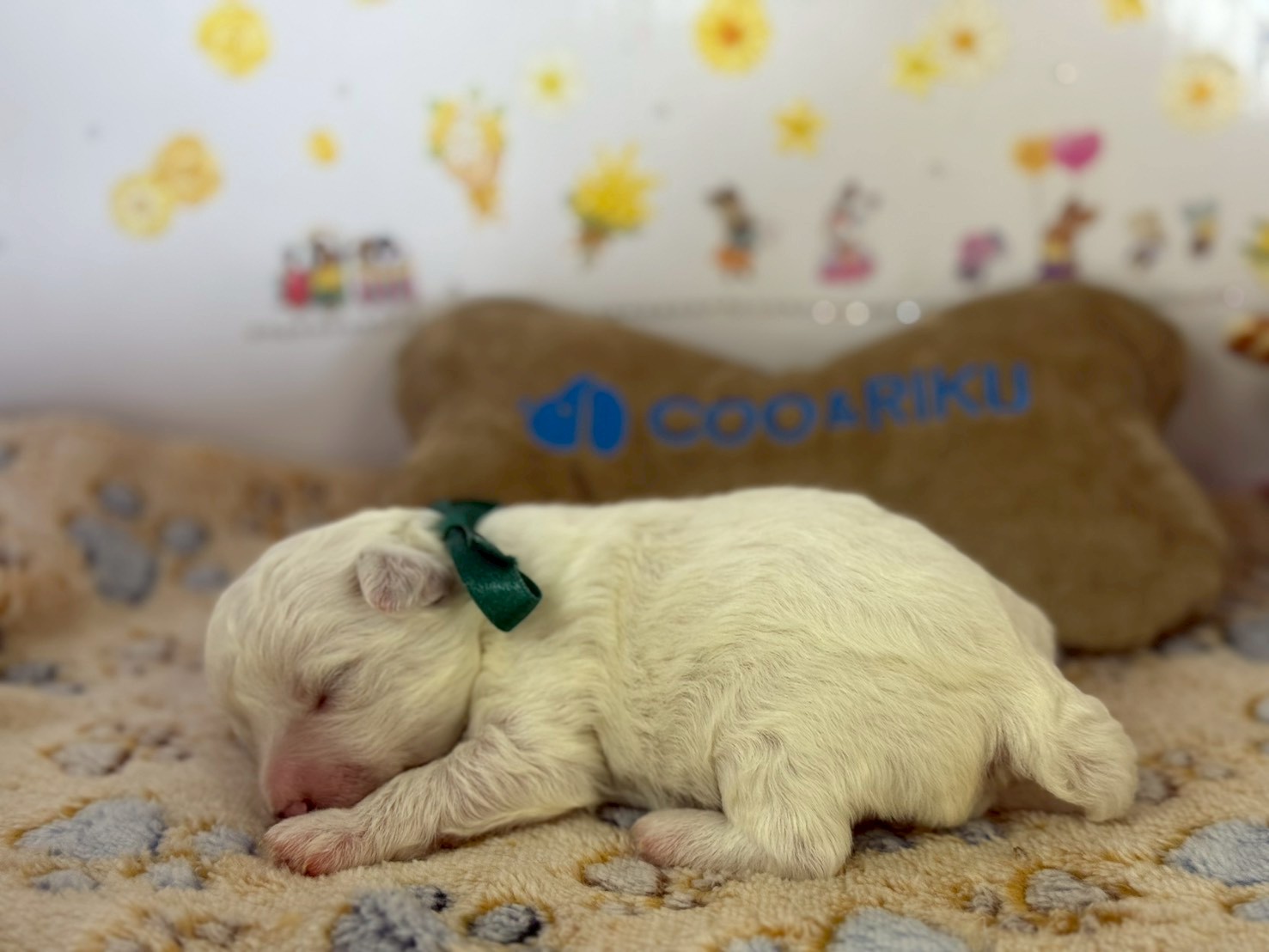 赤ちゃん写真1-2