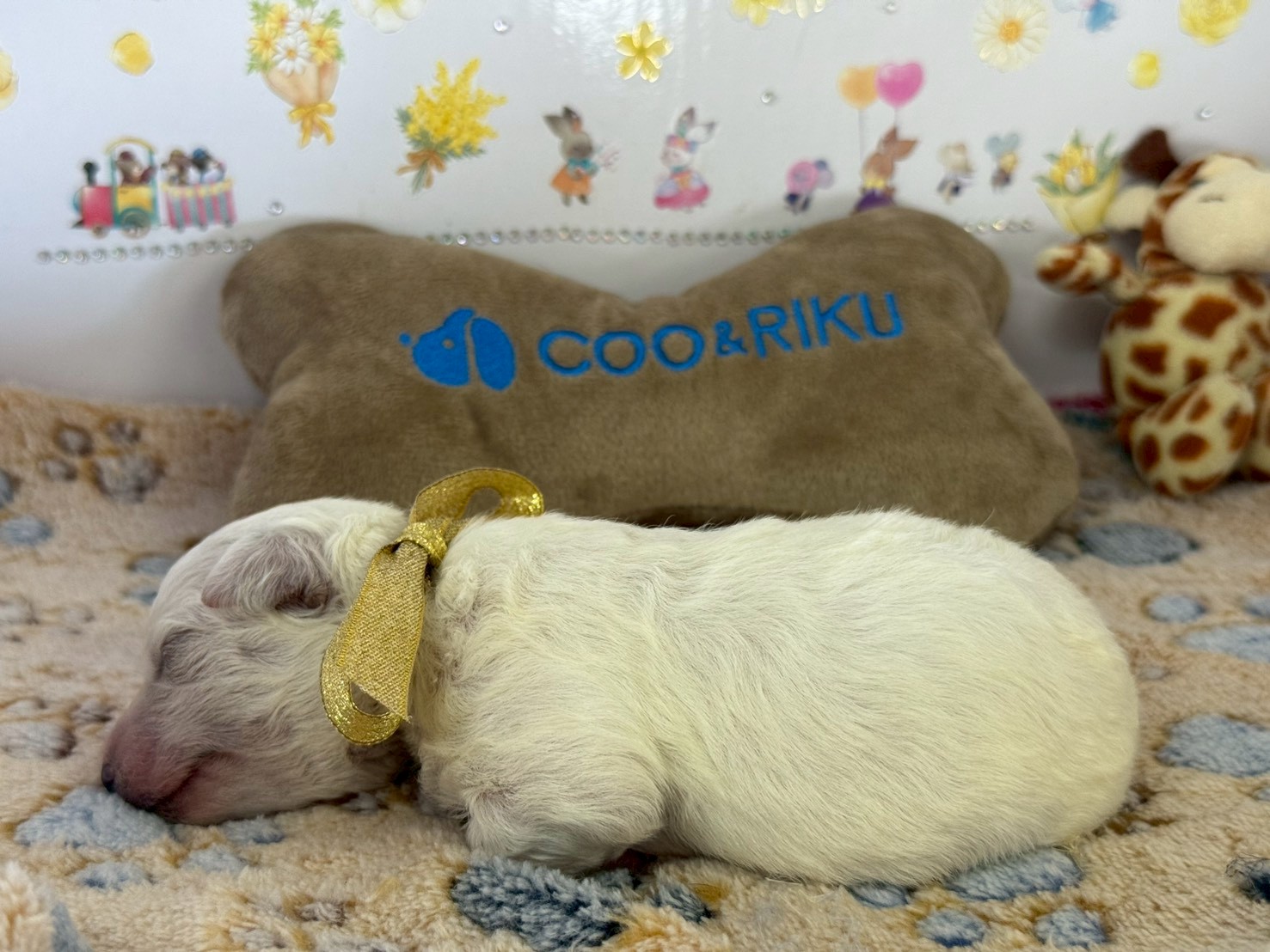 赤ちゃん写真1-2