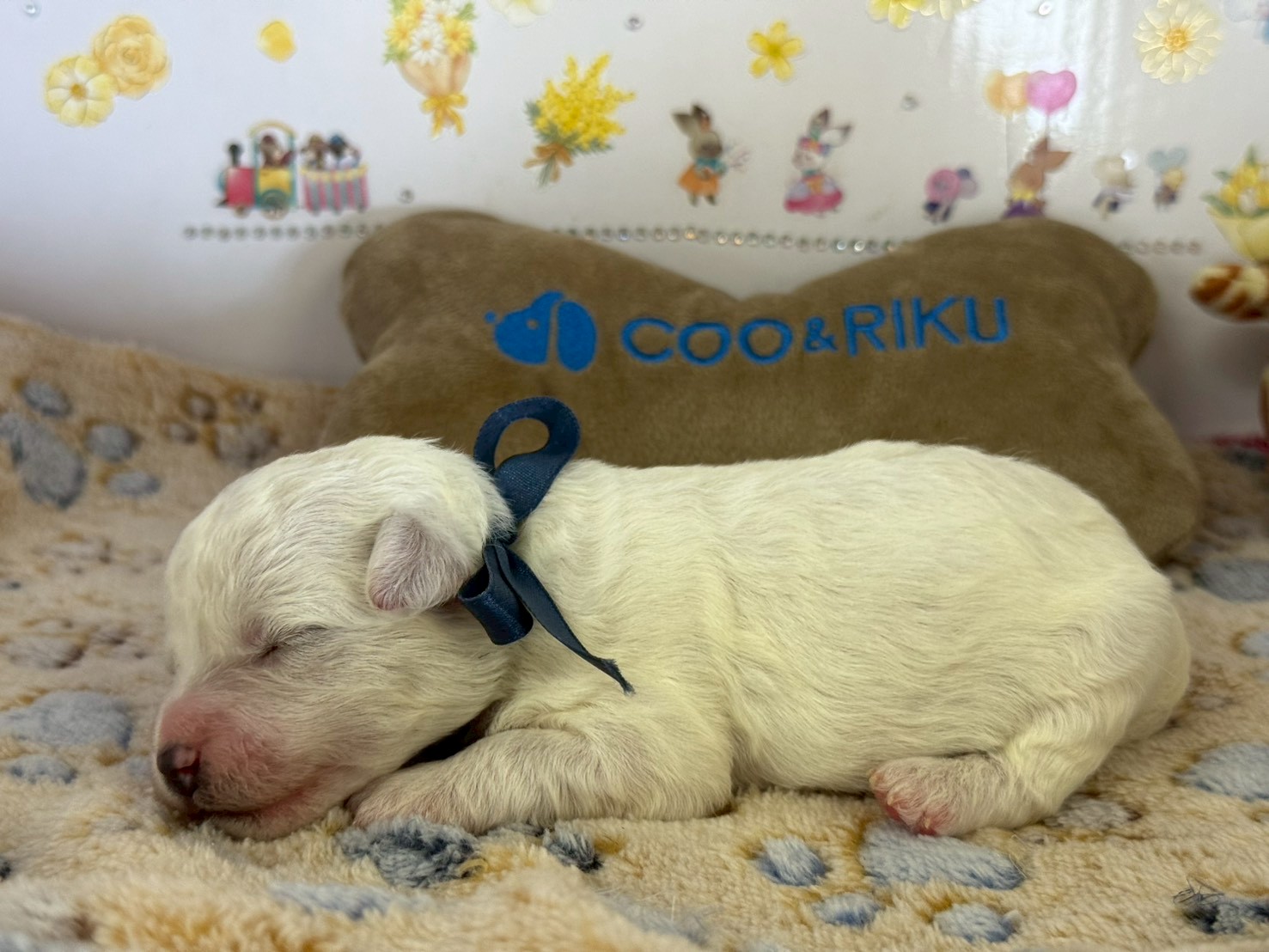 赤ちゃん写真1-2