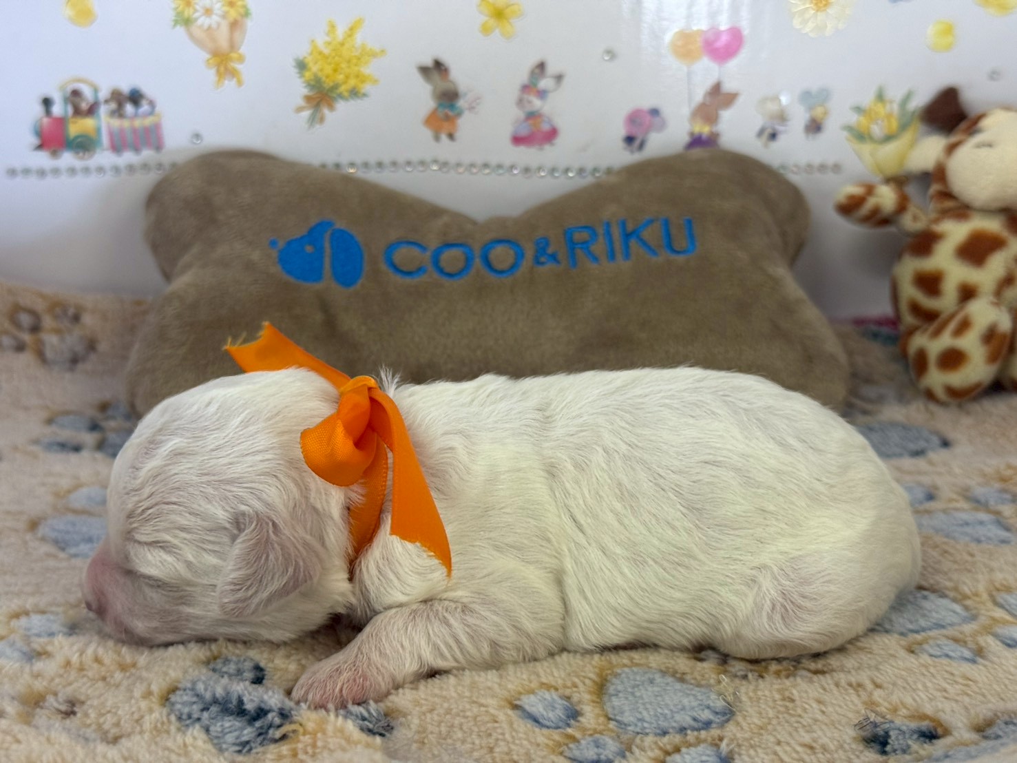 赤ちゃん写真1-2