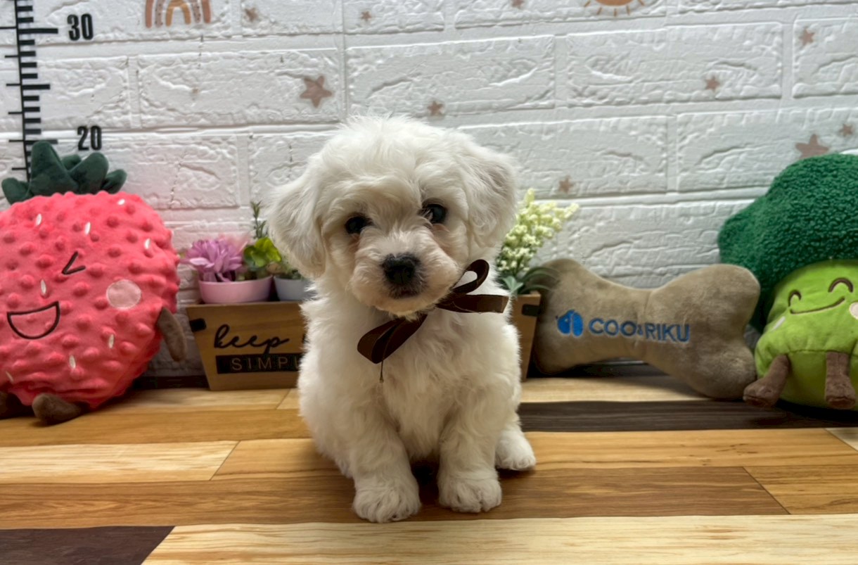 ビション・フリーゼ