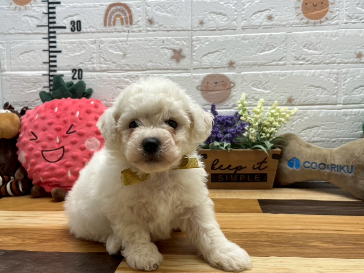 ビション・フリーゼ