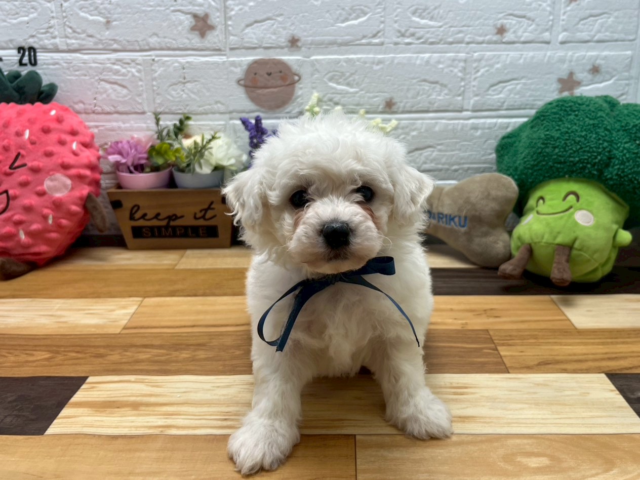 ビション・フリーゼ