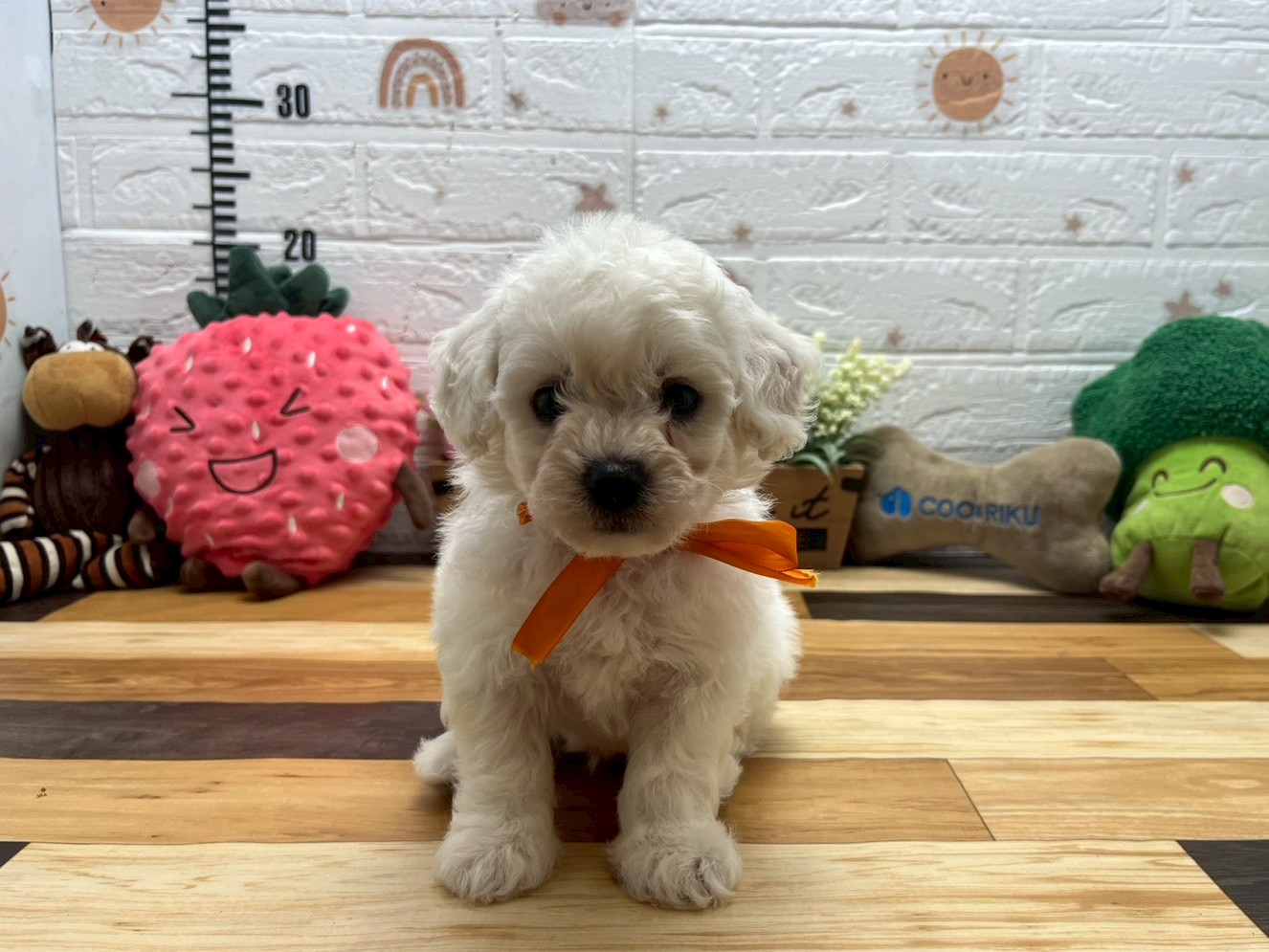 ビション・フリーゼ