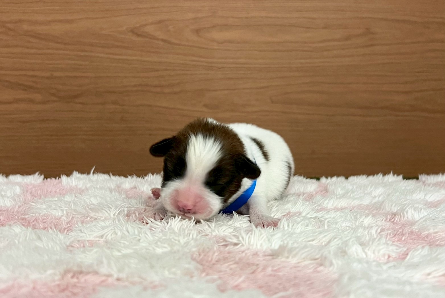 赤ちゃん写真1-1