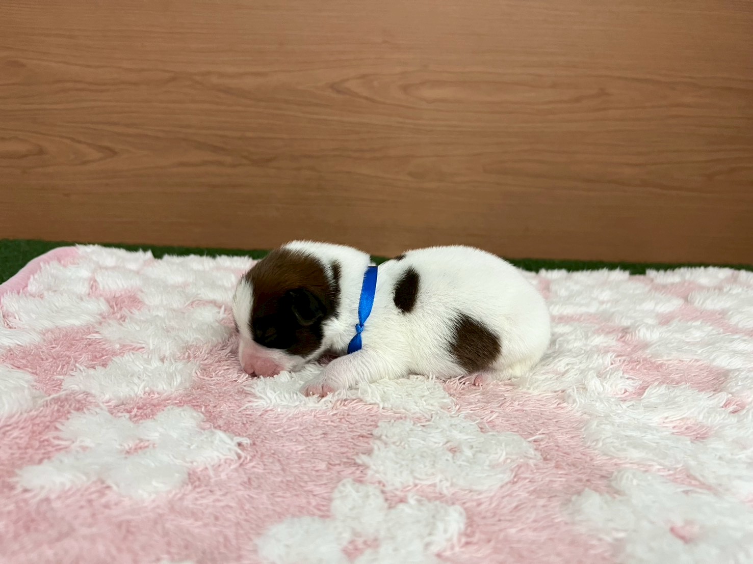 赤ちゃん写真1-2