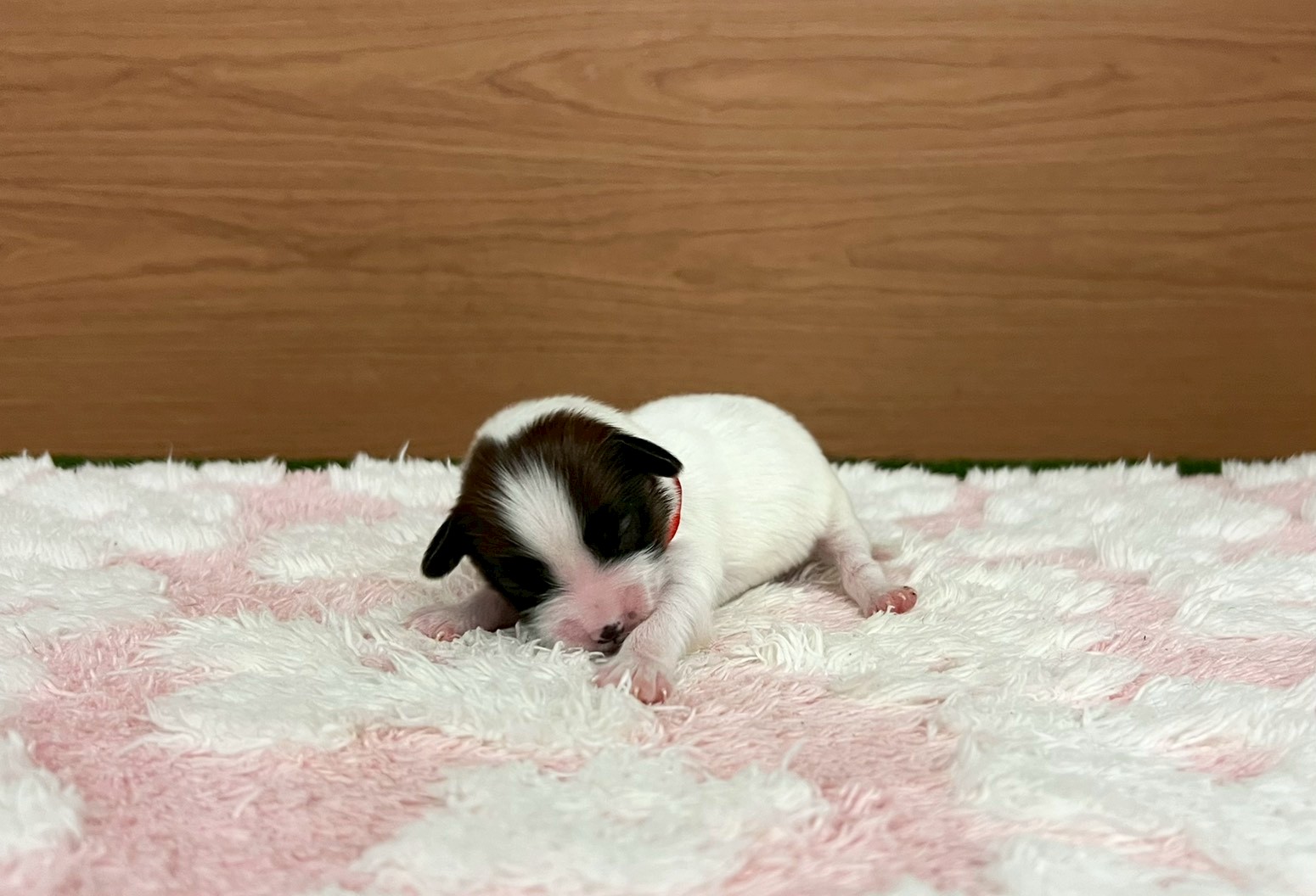 赤ちゃん写真1-1