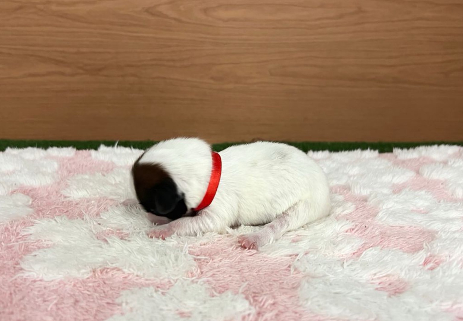 赤ちゃん写真1-2
