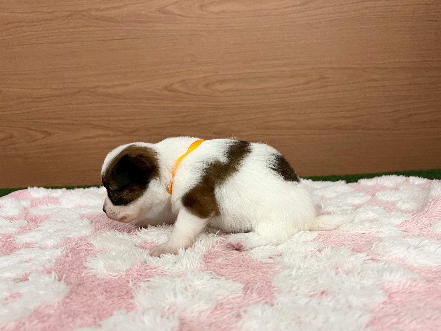 赤ちゃん写真2-2