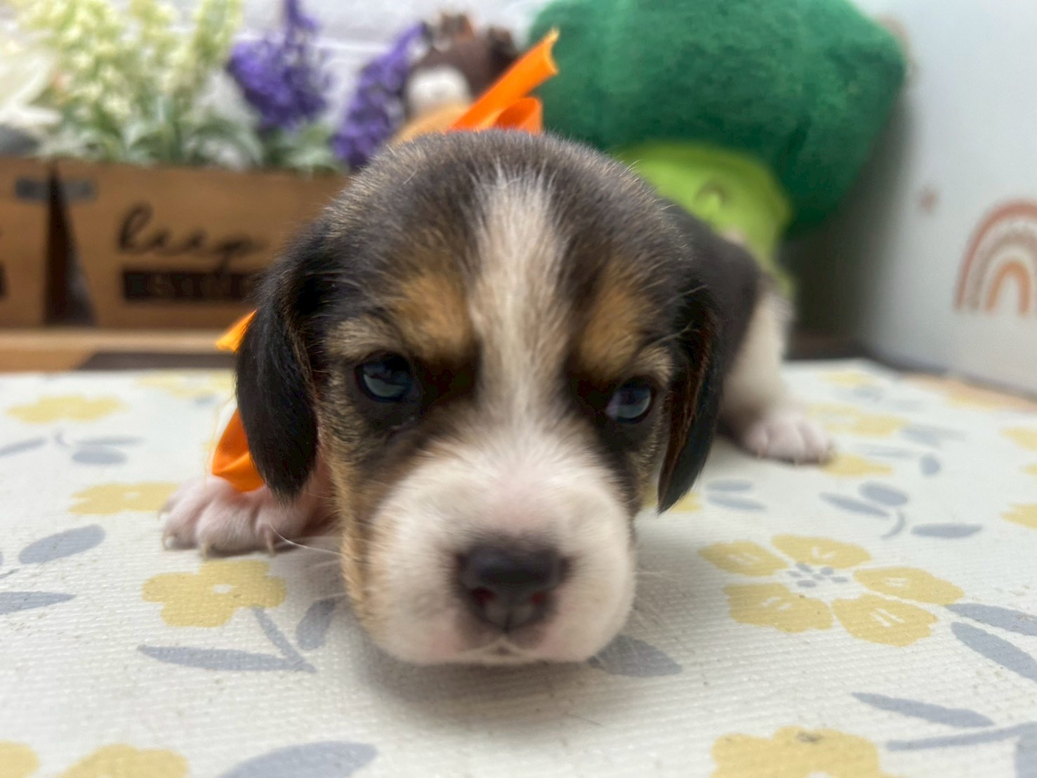 赤ちゃん写真2-1