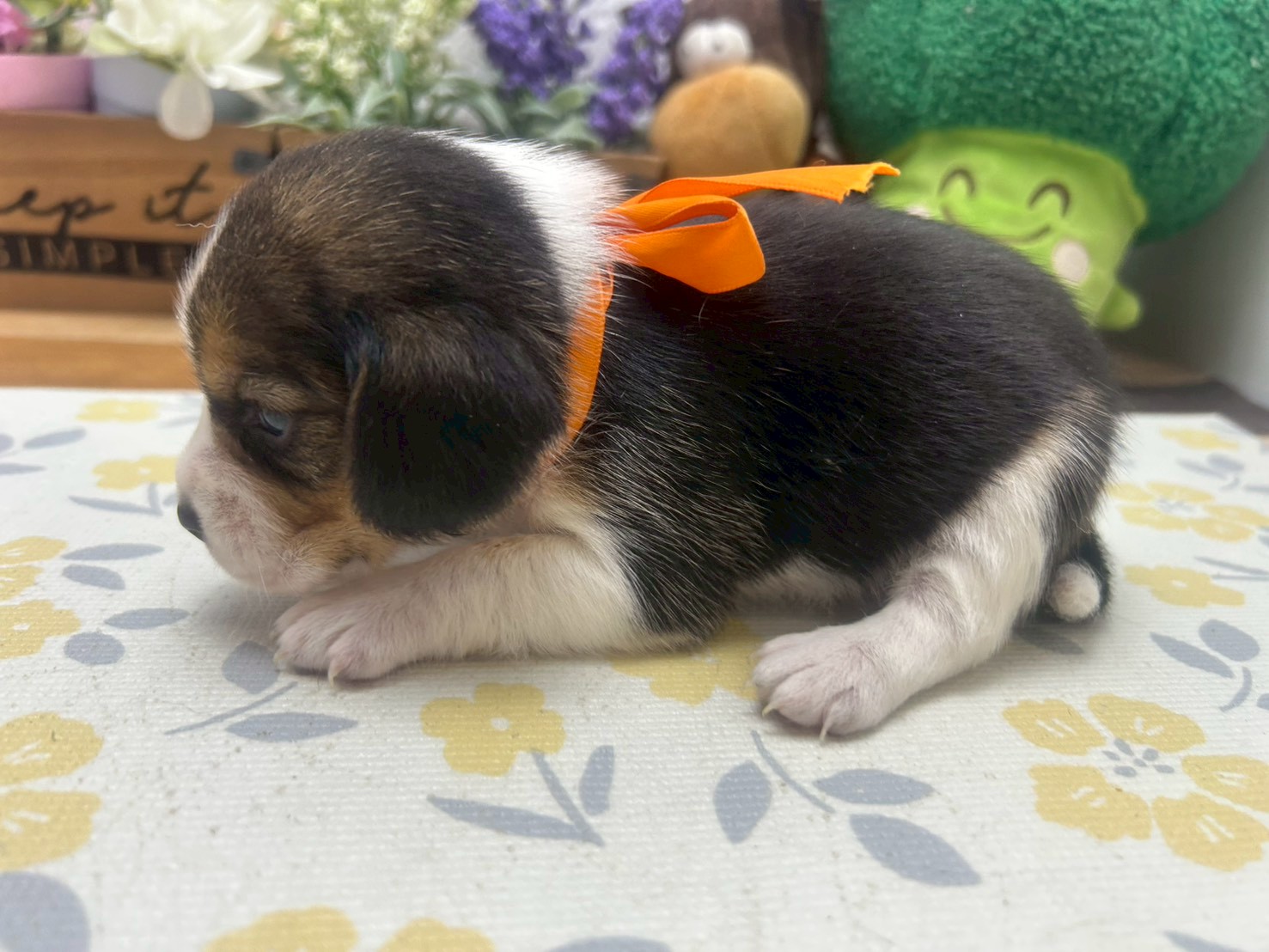 赤ちゃん写真2-2