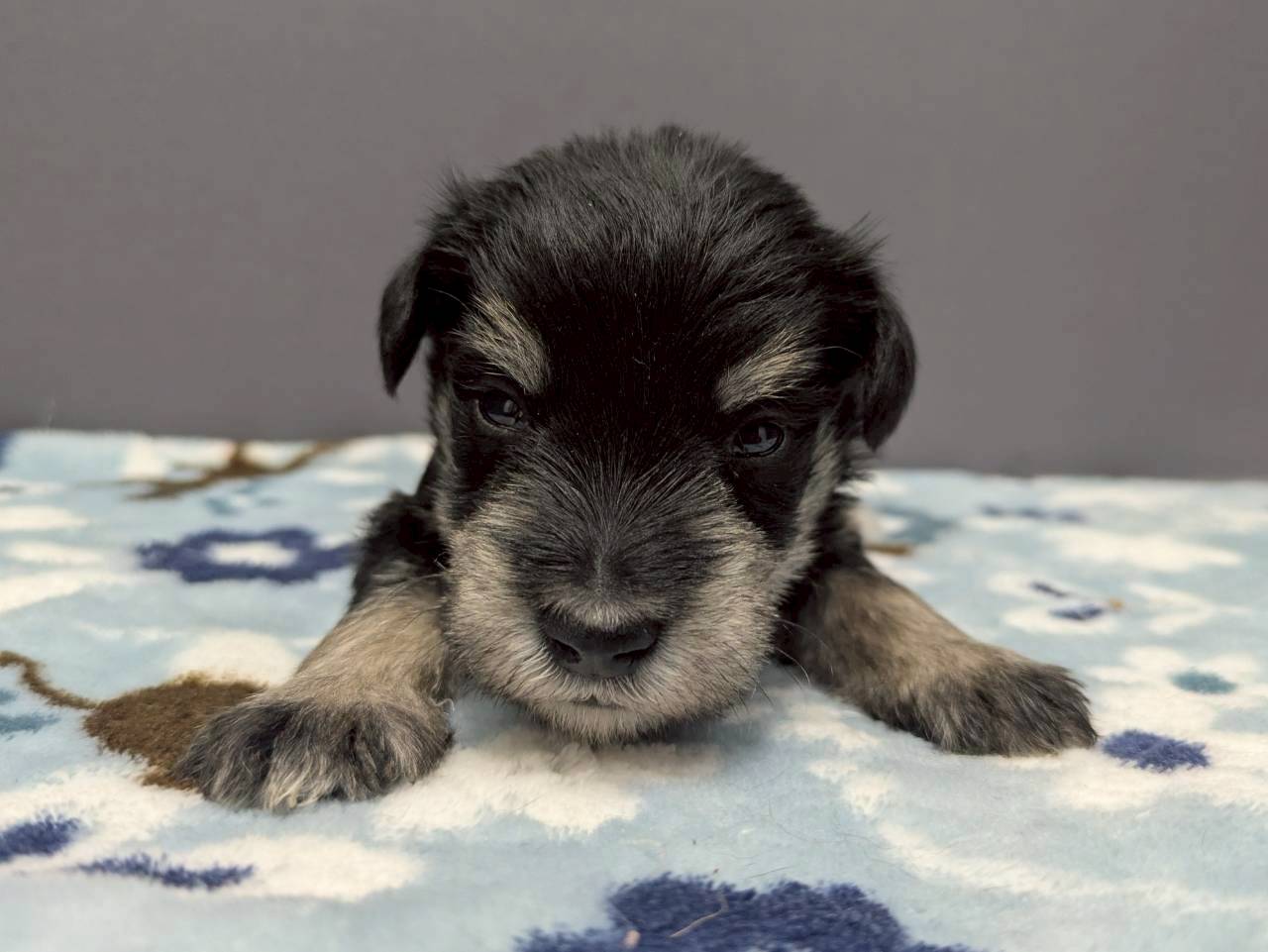 ミニチュア・シュナウザー