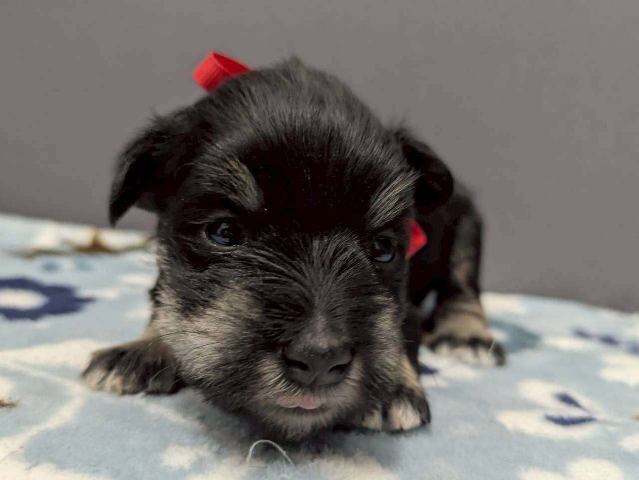 ミニチュア・シュナウザー