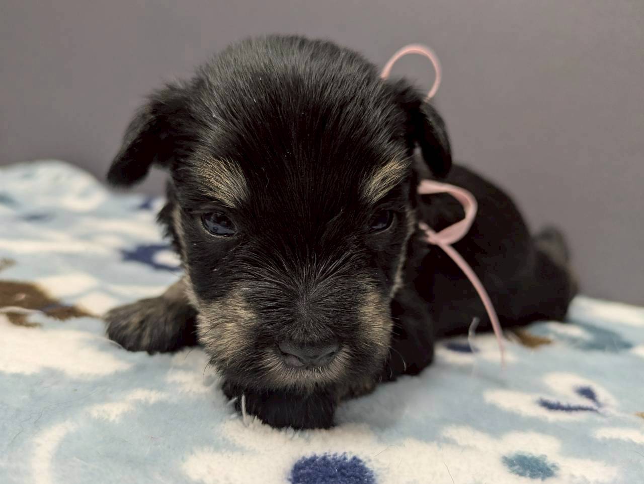 ミニチュア・シュナウザー