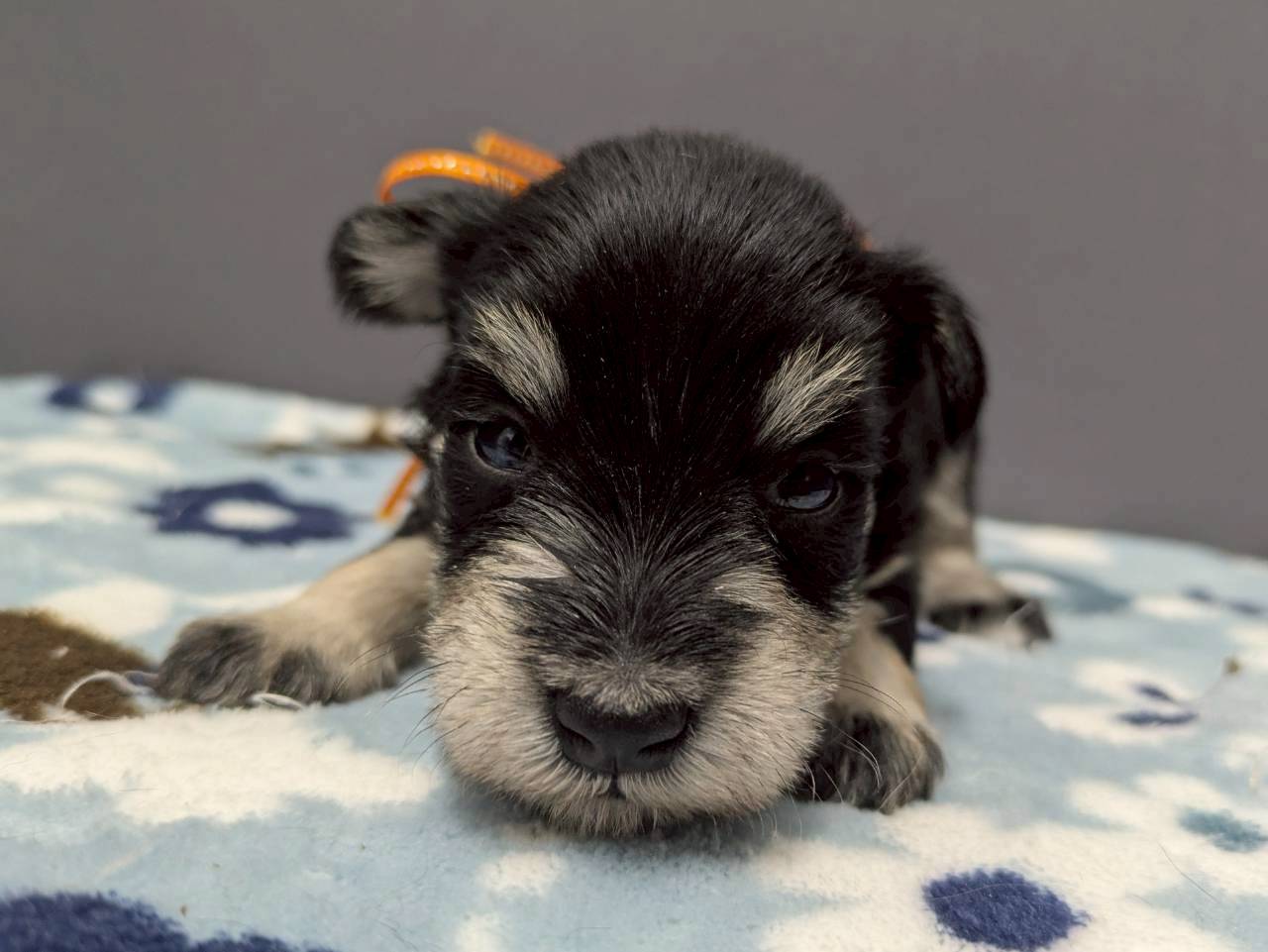 ミニチュア・シュナウザー