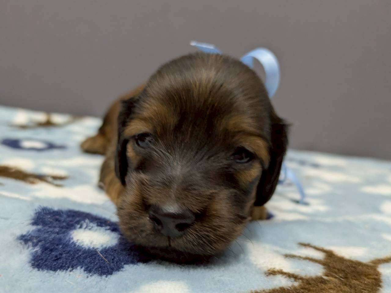 ミニチュア・ダックスフンド