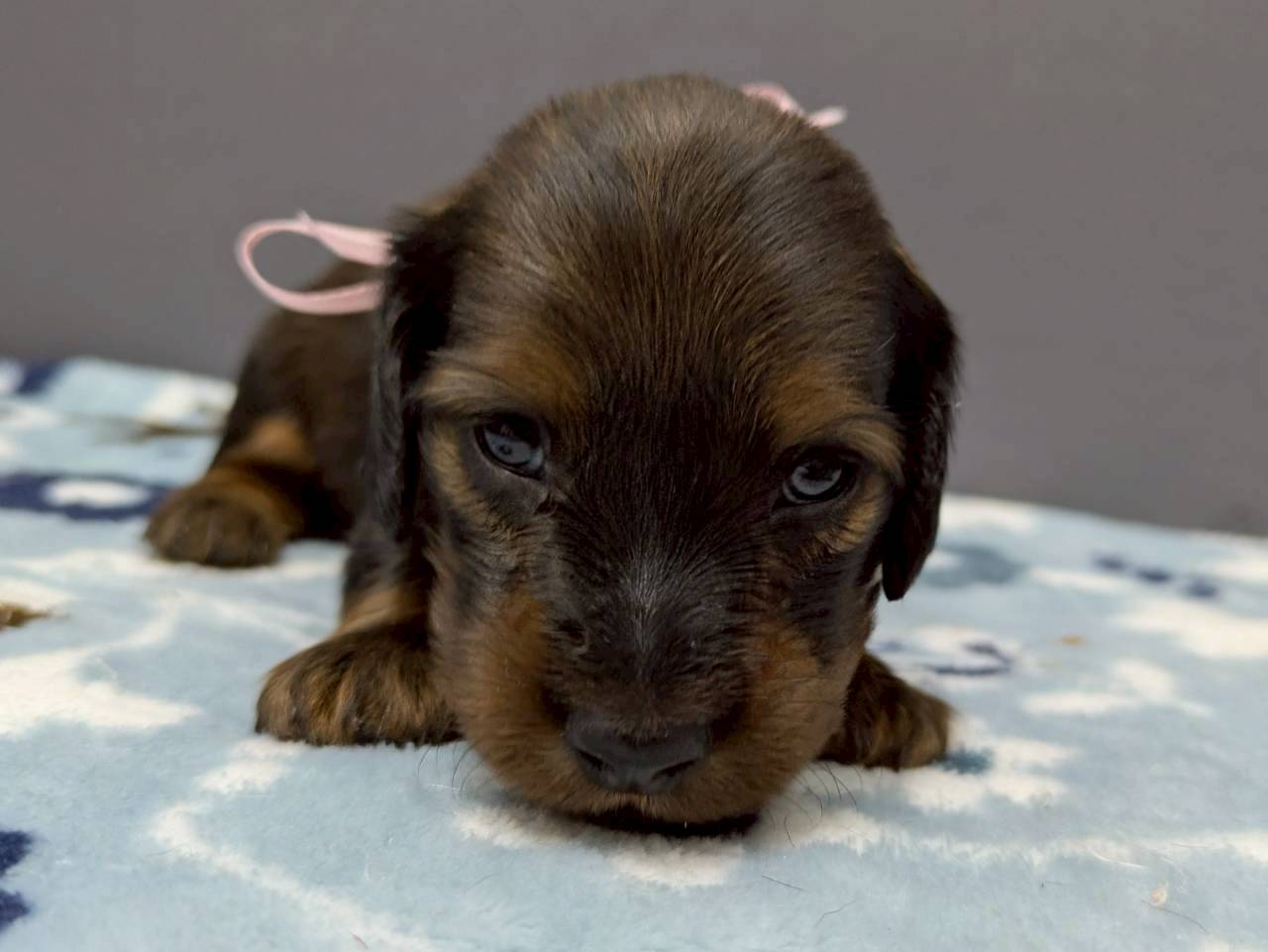 ミニチュア・ダックスフンド