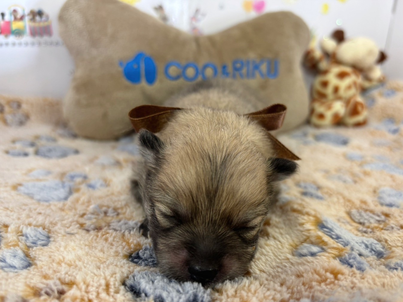 赤ちゃん写真1-1