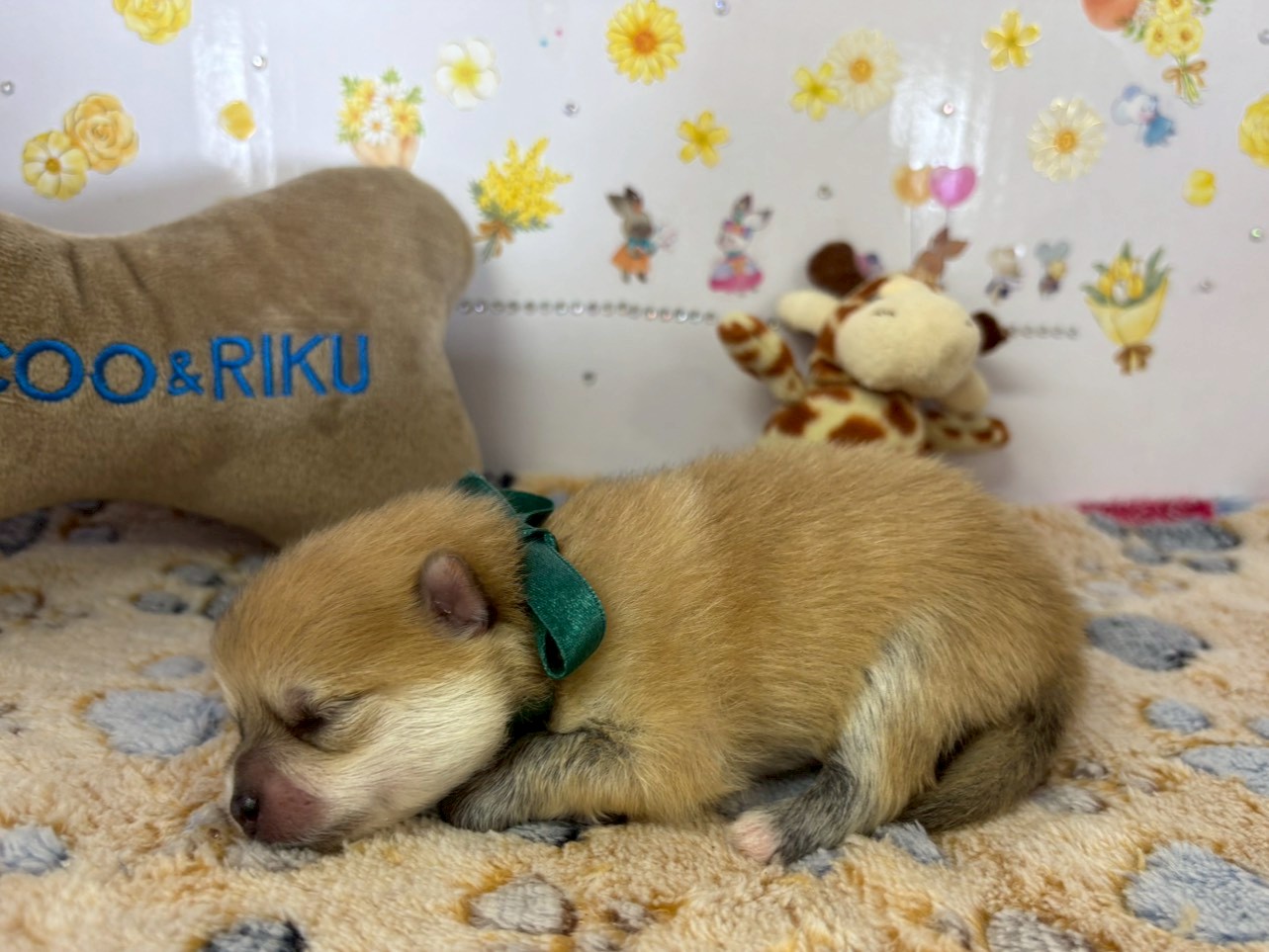 赤ちゃん写真1-2