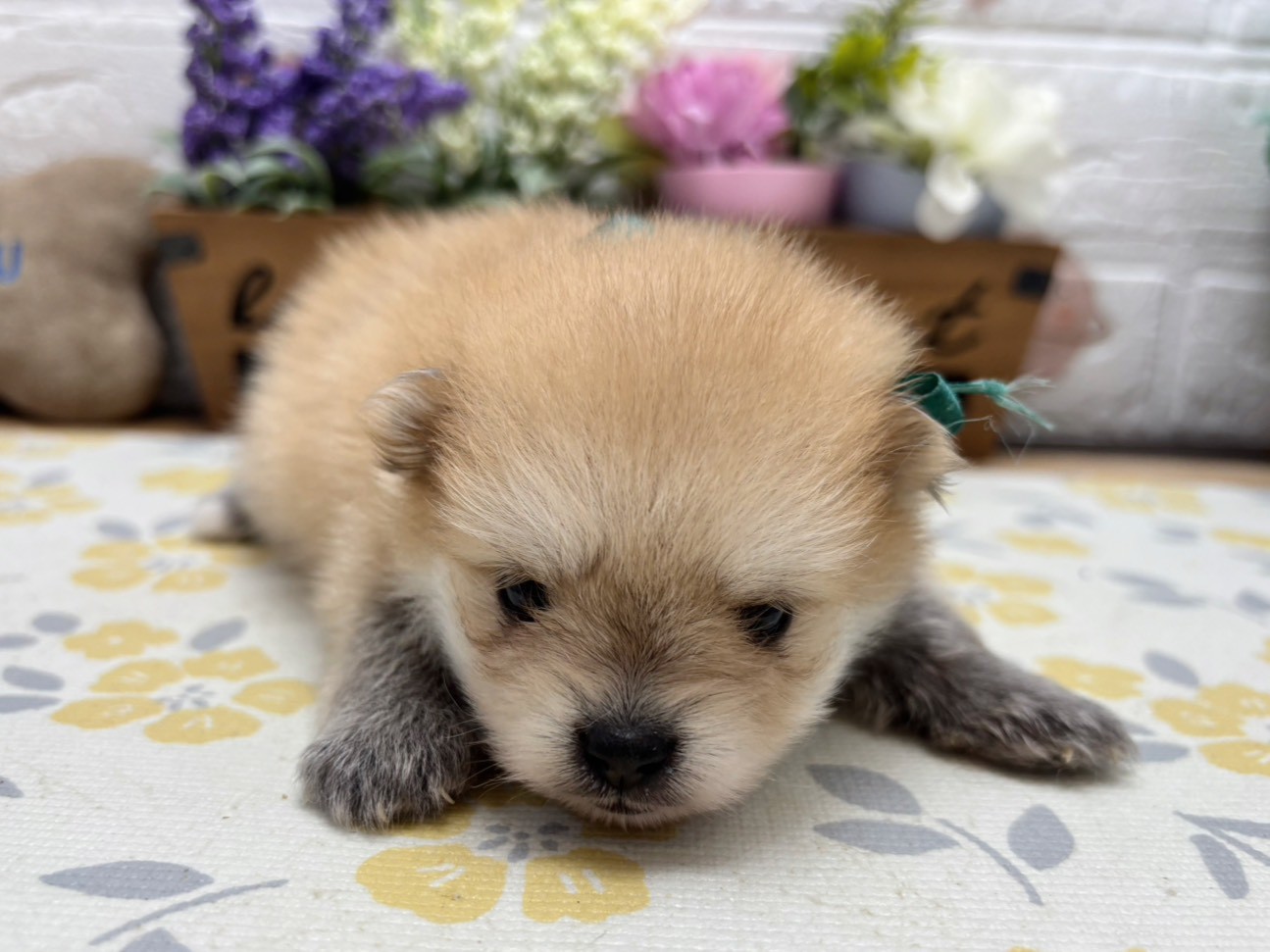 赤ちゃん写真2-1