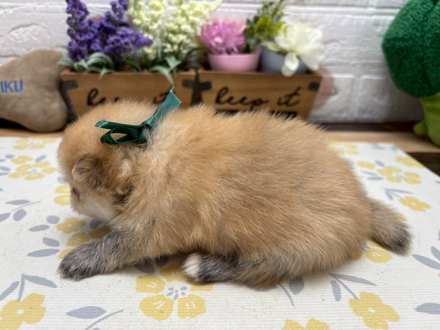 赤ちゃん写真2-2