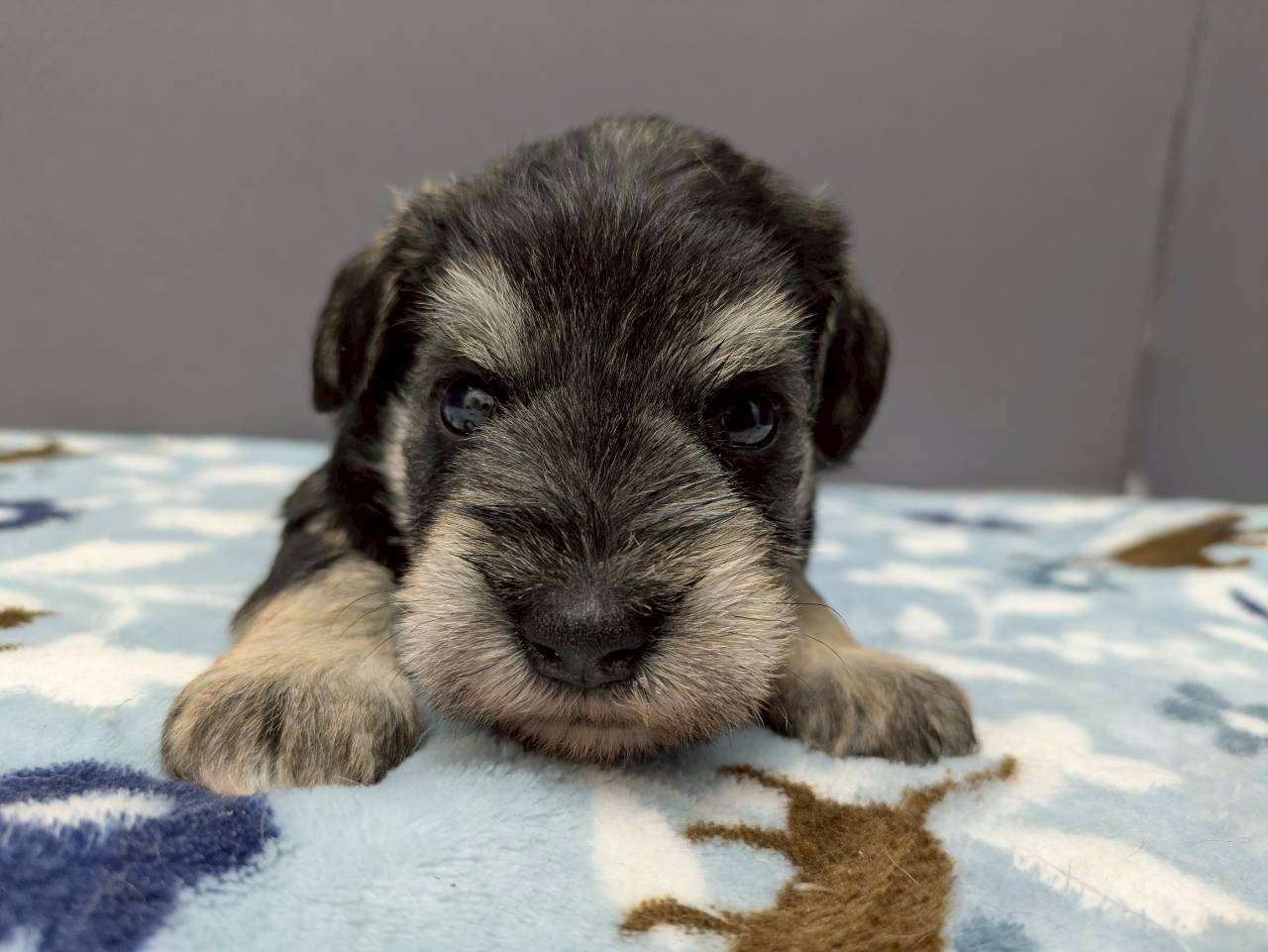 ミニチュア・シュナウザー