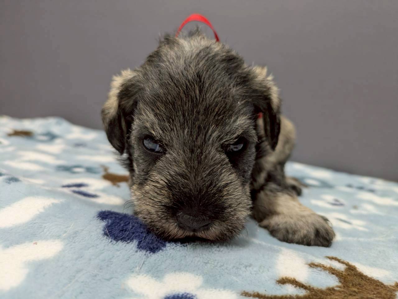 ミニチュア・シュナウザー