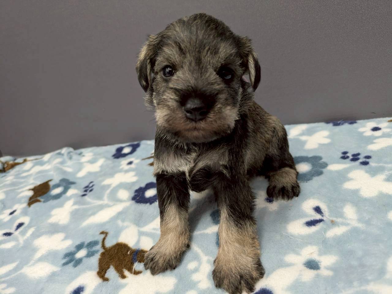 ミニチュア・シュナウザー