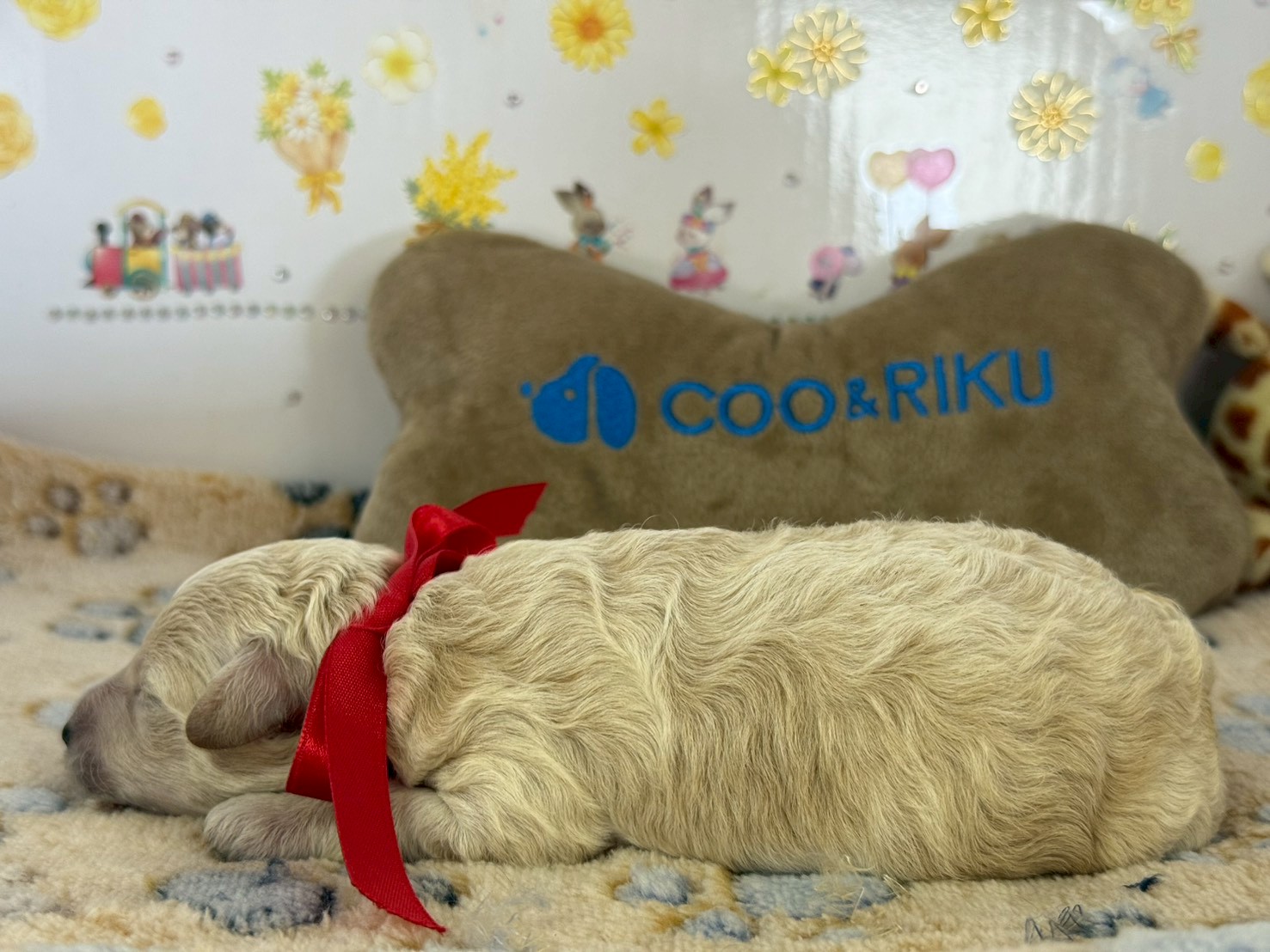 赤ちゃん写真1-2