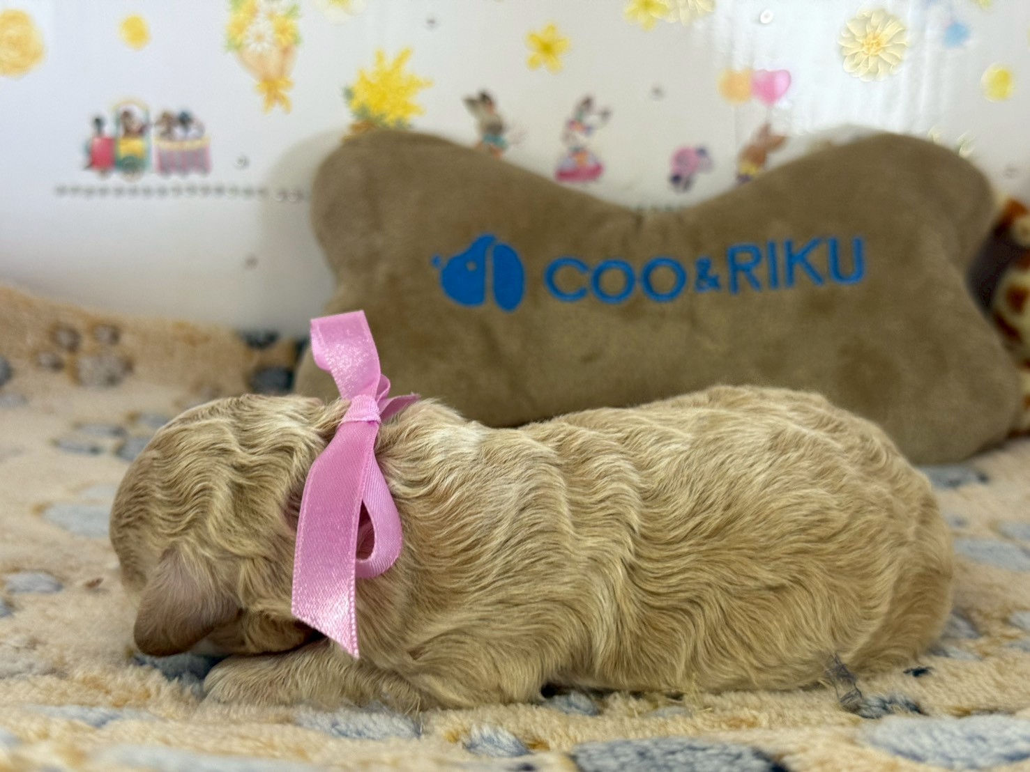 赤ちゃん写真1-2