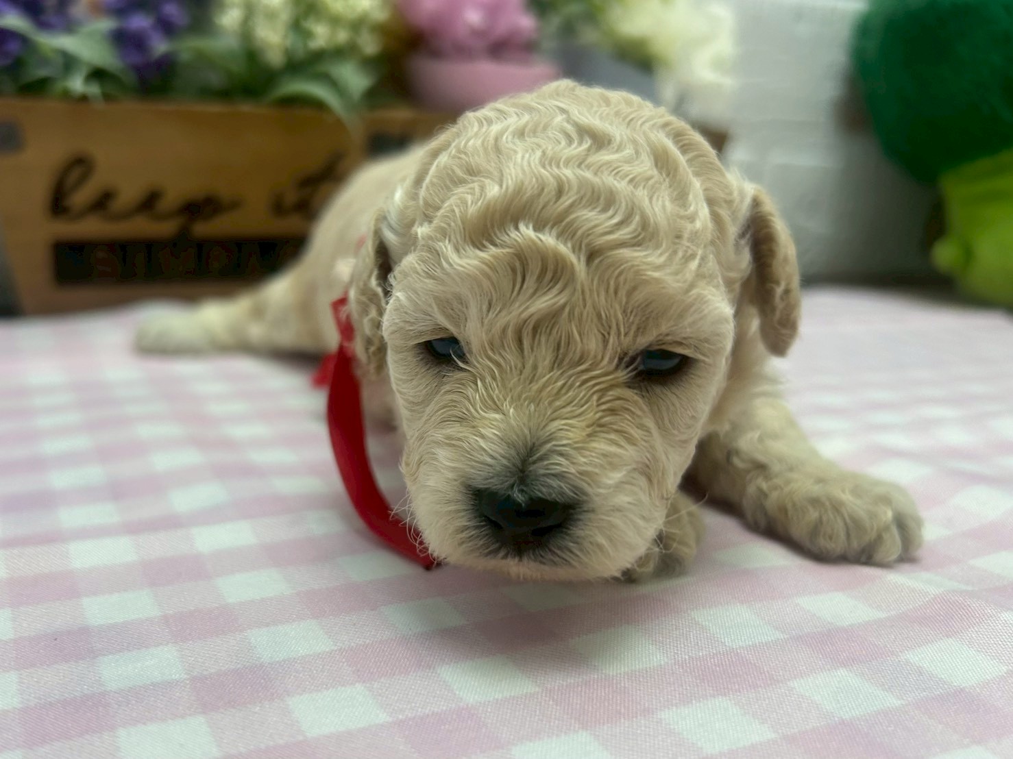 赤ちゃん写真2-1