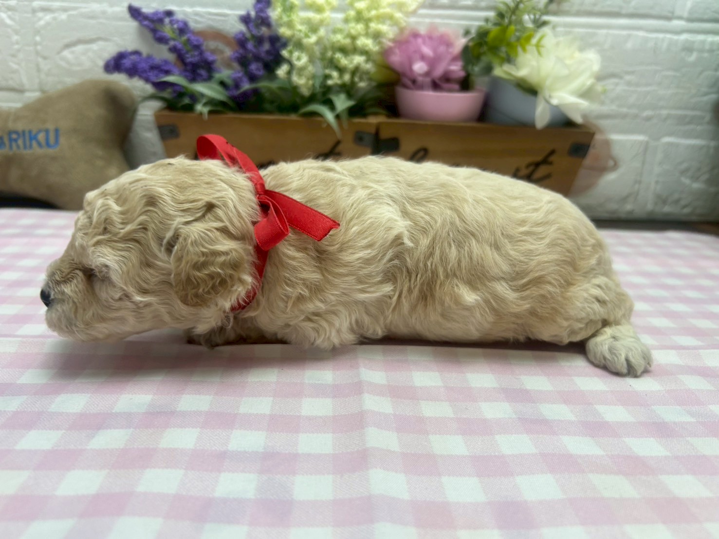 赤ちゃん写真2-2