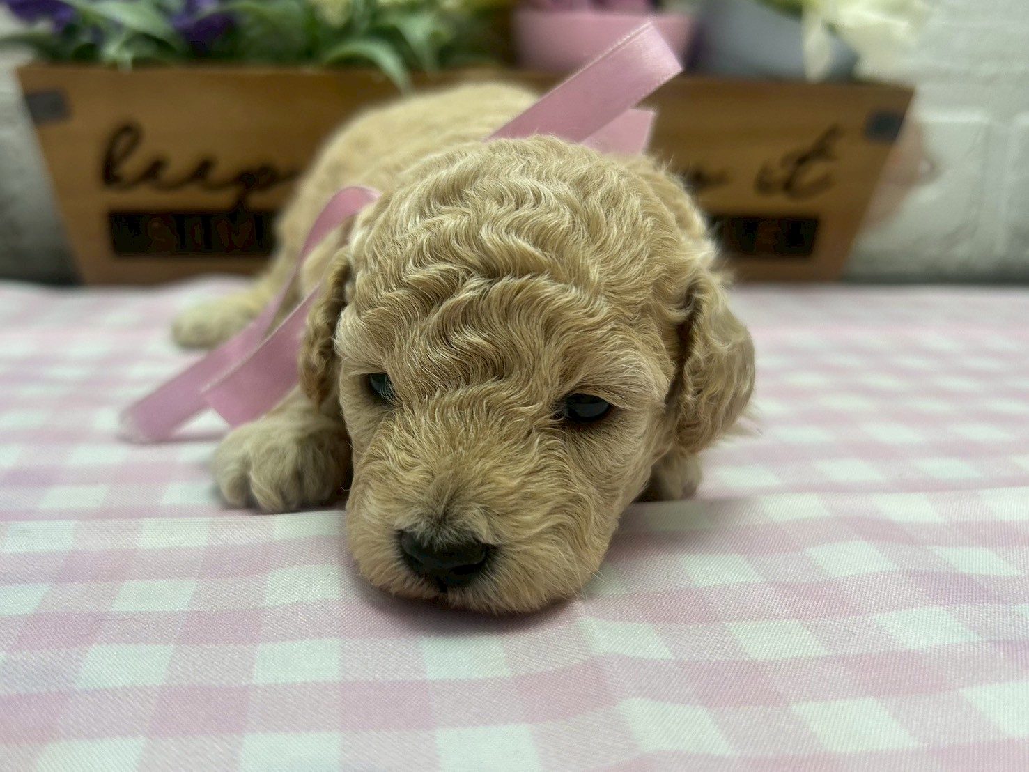 トイ・プードル