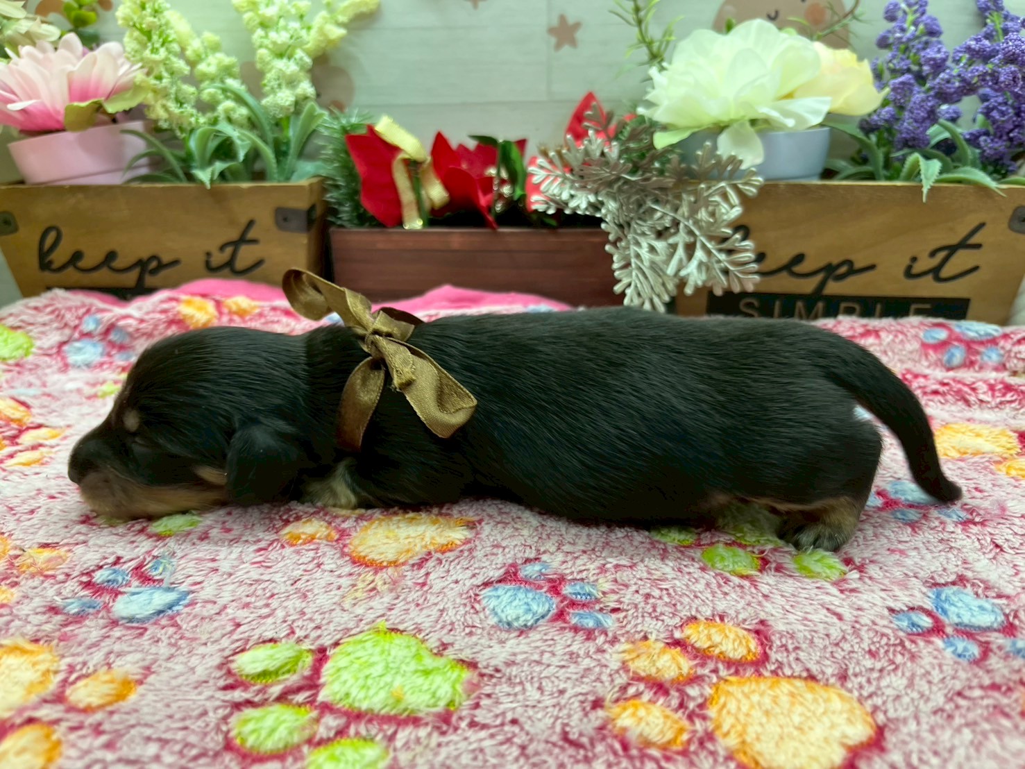 赤ちゃん写真1-2