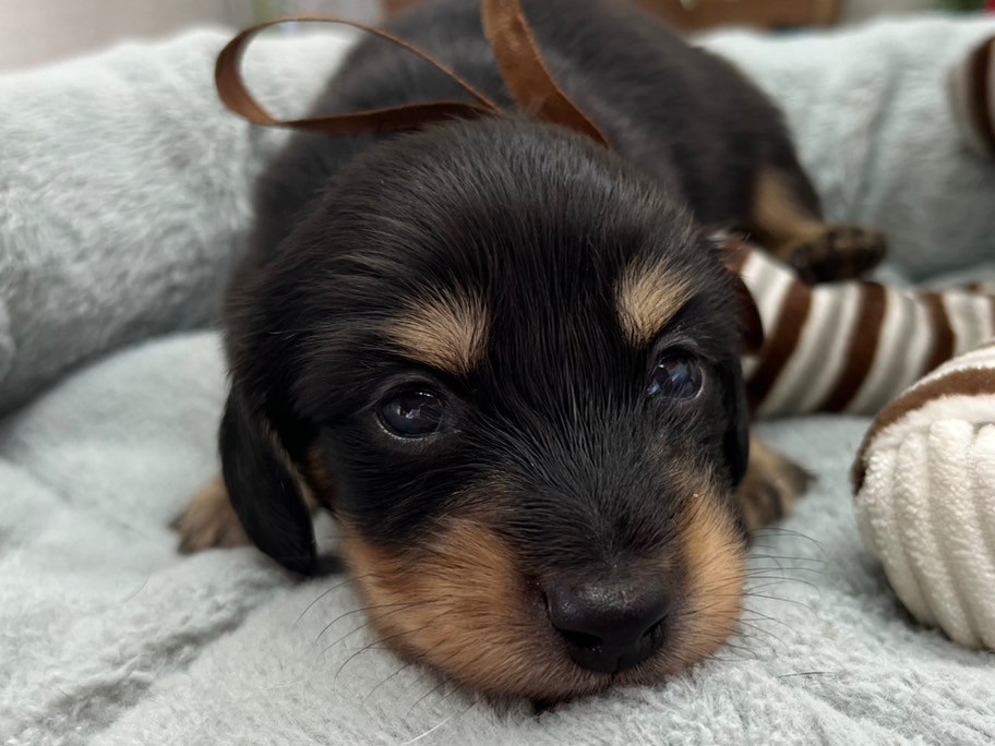 ミニチュア・ダックスフンド