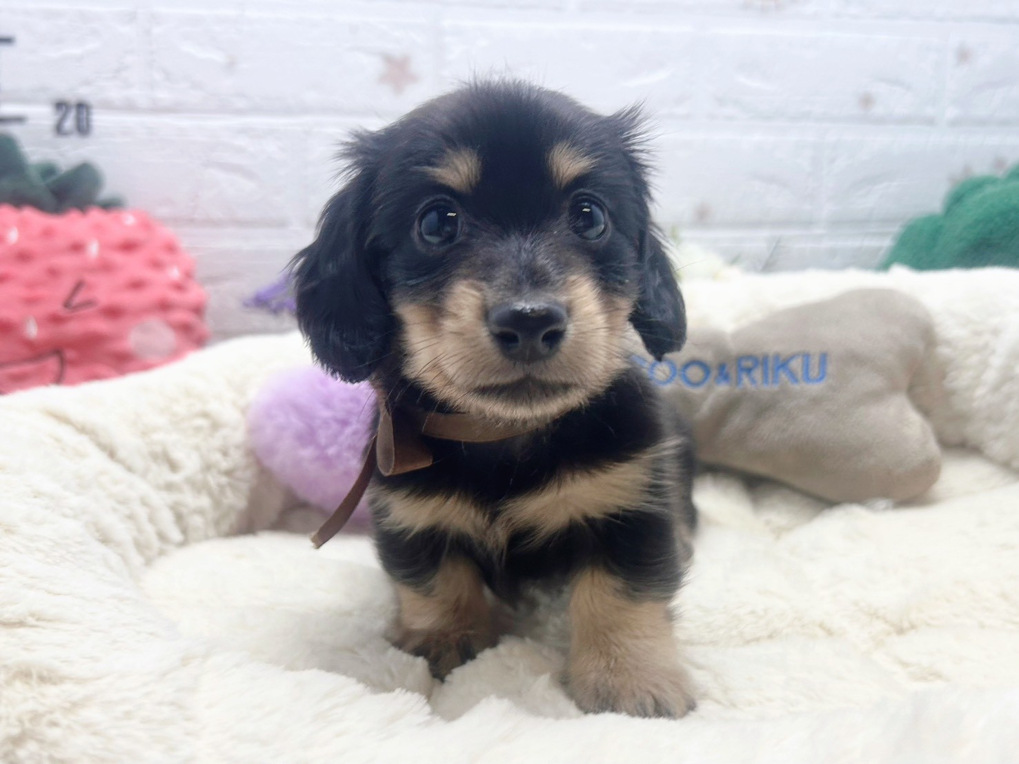 ミニチュア・ダックスフンド