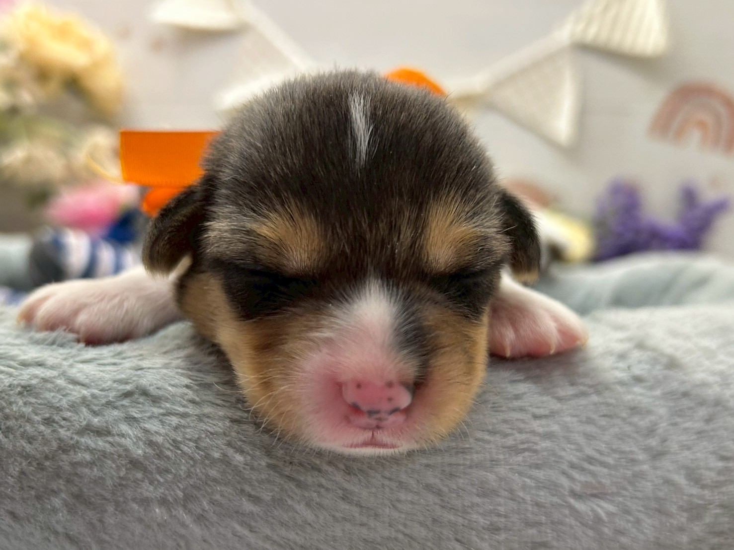 赤ちゃん写真1-1