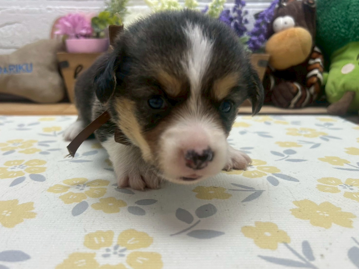 ウェルシュ・コーギー・ペンブローク