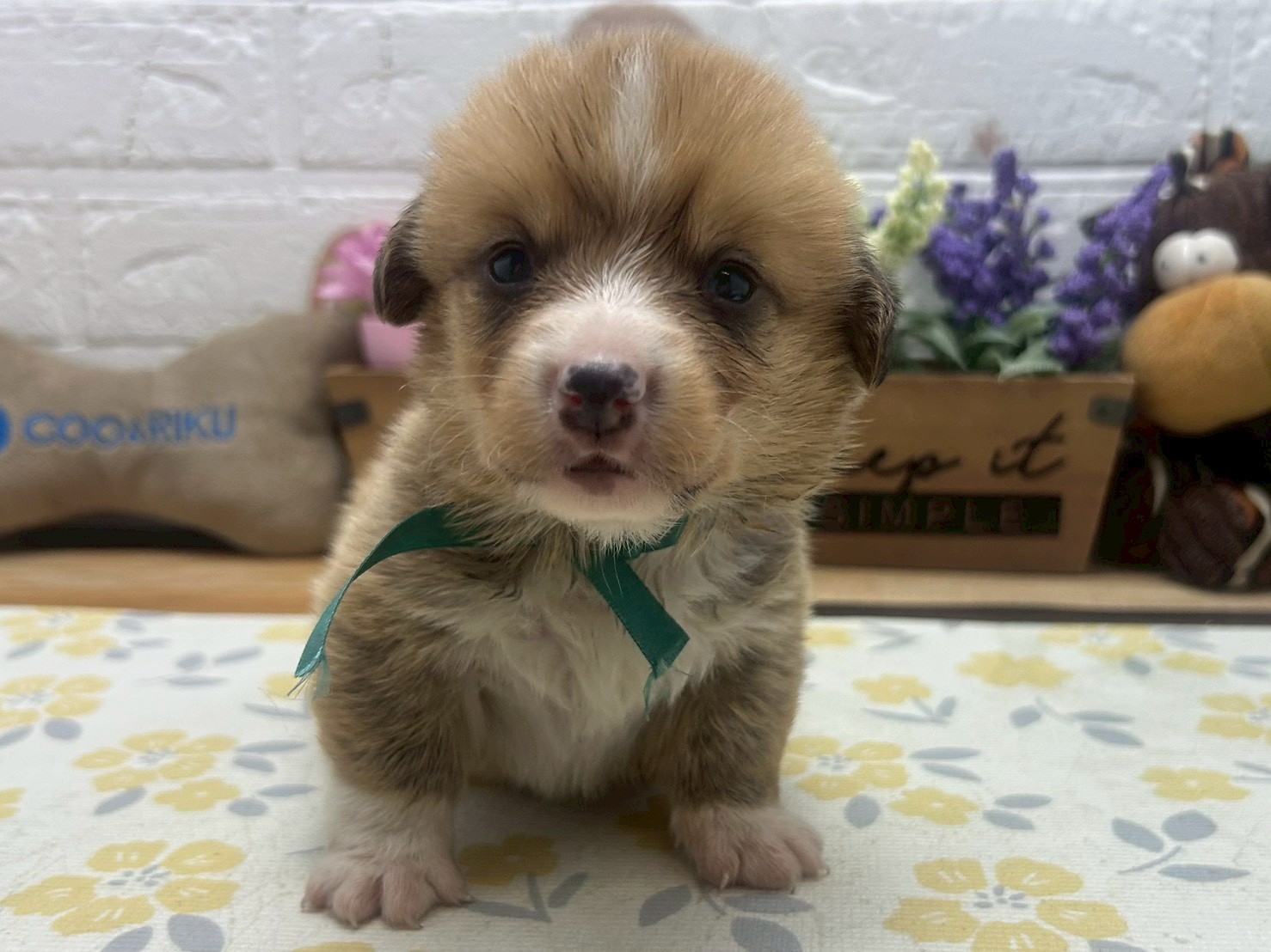 ウェルシュ・コーギー・ペンブローク