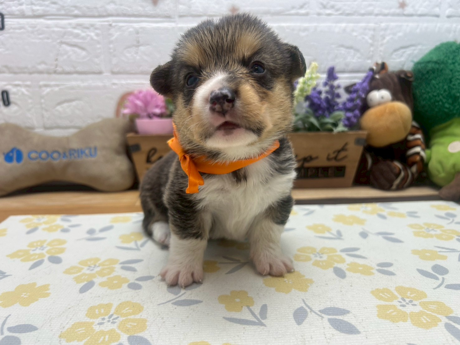 赤ちゃん写真2-1