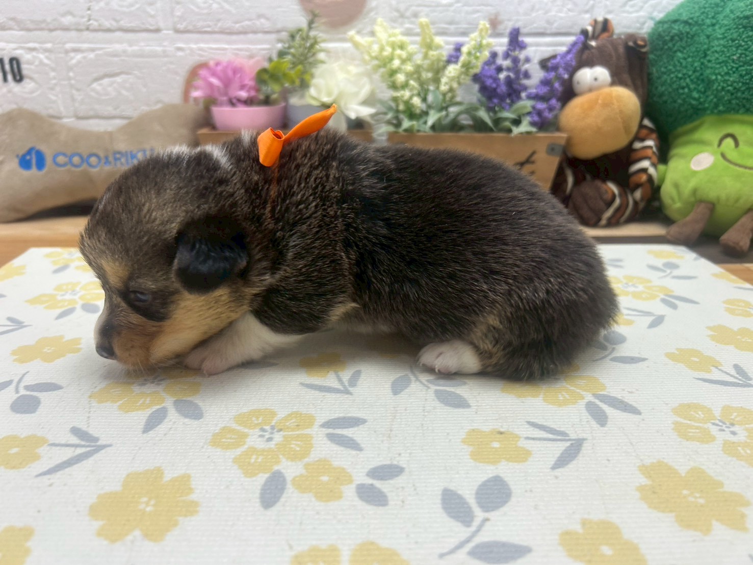 赤ちゃん写真2-2