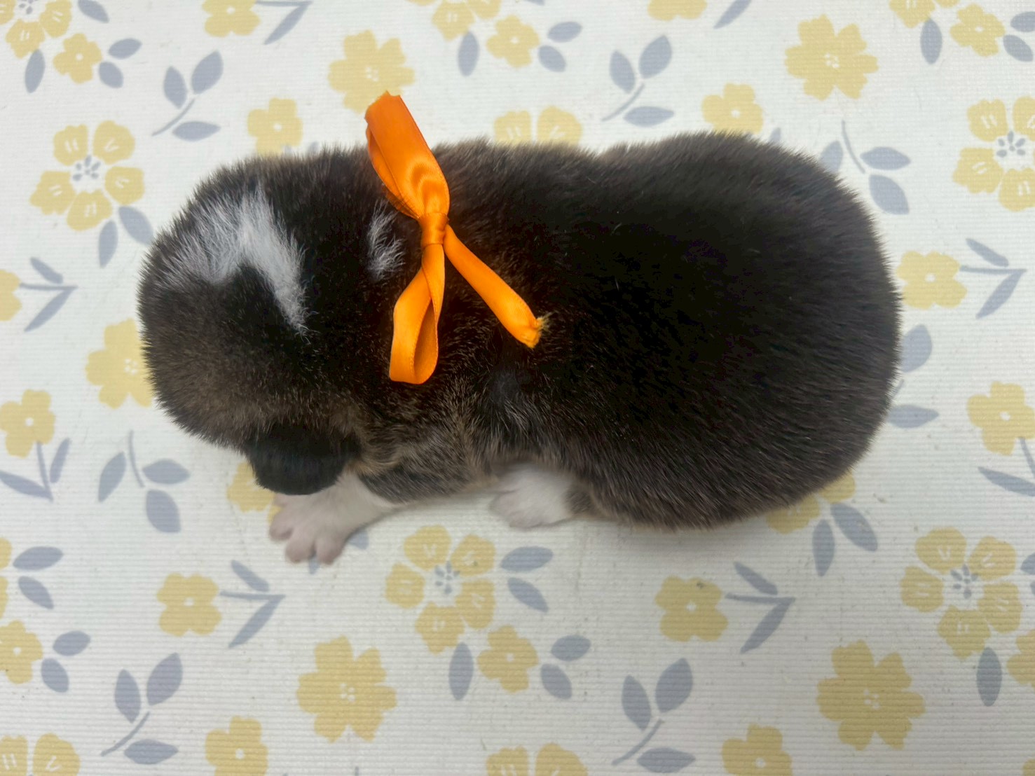 赤ちゃん写真2-3