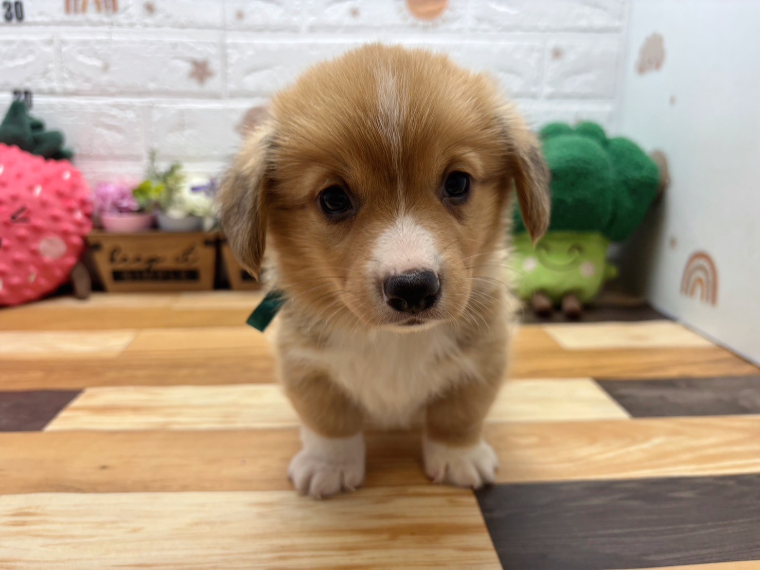 ウェルシュ・コーギー・ペンブローク