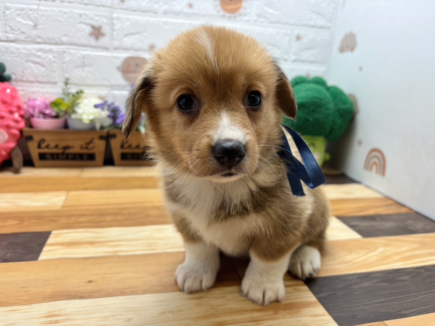 ウェルシュ・コーギー・ペンブローク