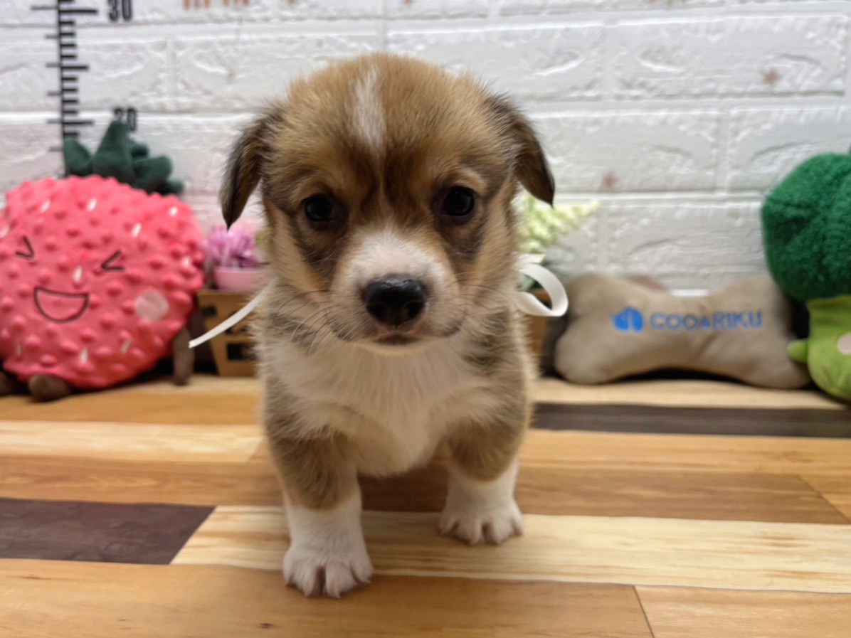 ウェルシュ・コーギー・ペンブローク