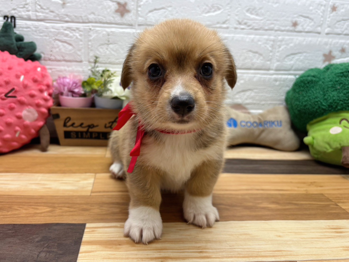 ウェルシュ・コーギー・ペンブローク