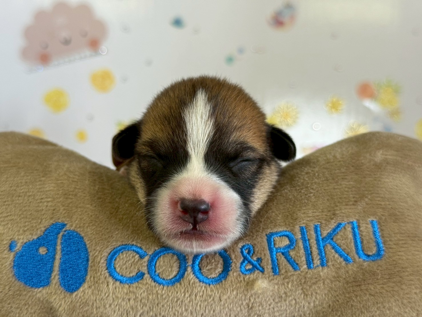 ウェルシュ・コーギー・ペンブローク