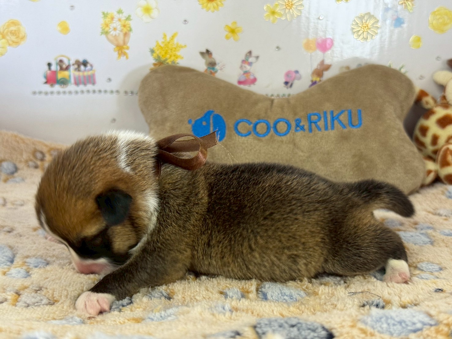 赤ちゃん写真1-2