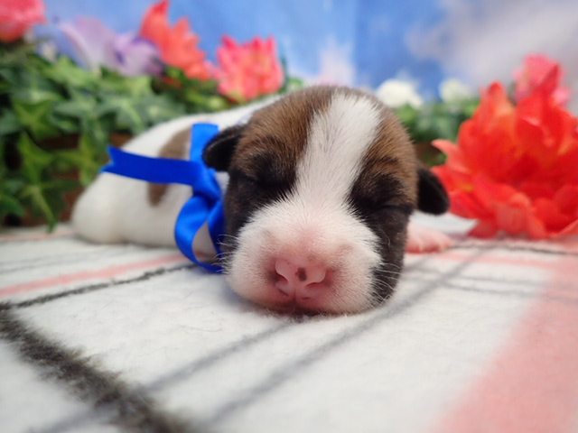 赤ちゃん写真1-1